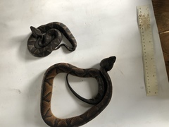 Bothrocophias microphthalmus