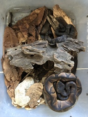 Bothrocophias microphthalmus