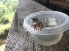 Phyllomedusa tarsius