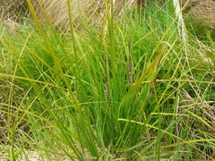 Carex sinclairii