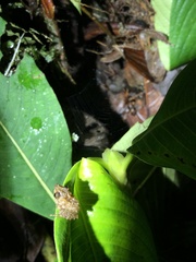 Pristimantis prolatus