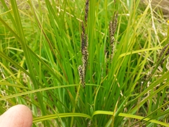 Carex sinclairii