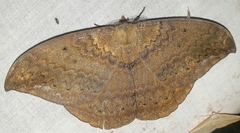 Janiodes laverna