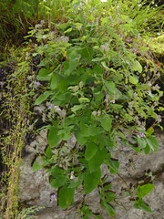 Melanoseris macrorhiza