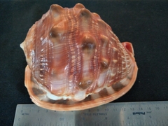 Tonnoidea