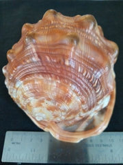 Tonnoidea