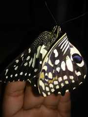 Papilio demoleus