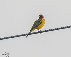 Emberiza bruniceps