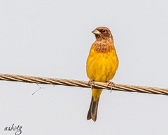 Emberiza bruniceps