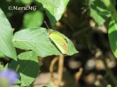 Abaeis xantochlora xantochlora