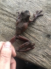 Osteocephalus mutabor