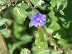 Abaeis xantochlora xantochlora