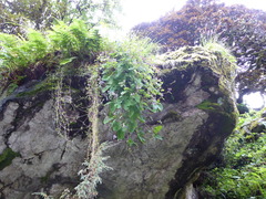 Melanoseris macrorhiza