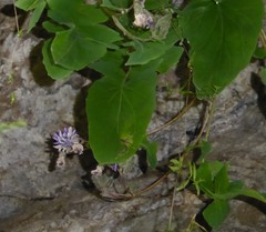 Melanoseris macrorhiza