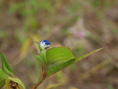 Commelina erecta deamiana