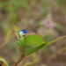 Lady Dayflower - Photo (c) Erin Faulkner, some rights reserved (CC BY-NC), uploaded by Erin Faulkner