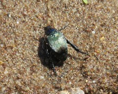 Strigoderma sulcipennis