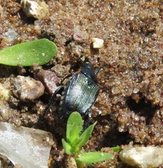 Strigoderma sulcipennis