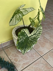 Caladieae