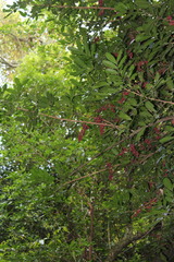 Guarea macrophylla