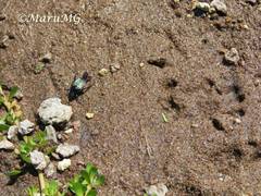 Strigoderma sulcipennis