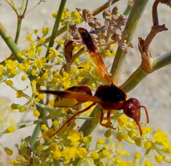 Rhynchium oculatum