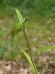 Commelina erecta deamiana