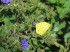 Abaeis xantochlora xantochlora