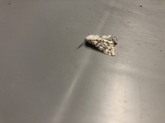 Spilosoma lubricipeda