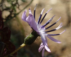 Melanoseris macrorhiza