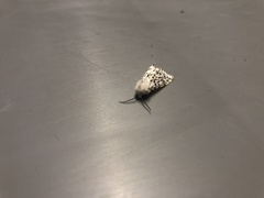 Spilosoma lubricipeda