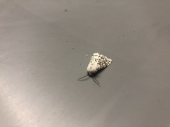 Spilosoma lubricipeda