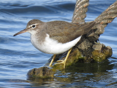 Spotted Sandpiper photo 6