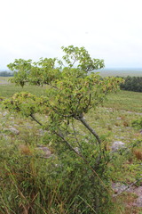 Ruprechtia laxiflora