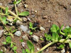 Strigoderma sulcipennis