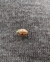 Mulsantina hudsonica