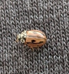 Mulsantina hudsonica