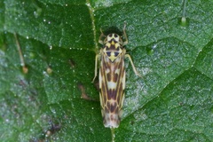 Eupteryx