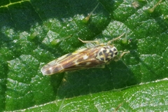 Eupteryx