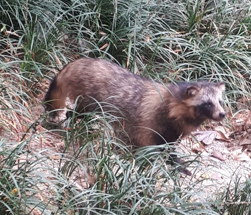 Korean Raccoon Dog (Subspecies Nyctereutes procyonoides koreensis ...