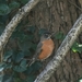 Southern Robin - Photo (c) vtmonarch, some rights reserved (CC BY-NC), uploaded by vtmonarch