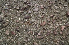 Yavia cryptocarpa