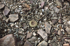 Yavia cryptocarpa