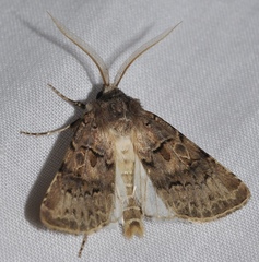 Agrotis lata