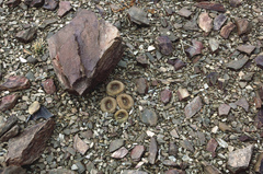 Yavia cryptocarpa