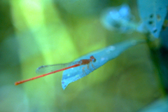 Ceriagrion auranticum