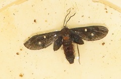 Amata simplex