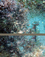 Cladostephus hirsutus