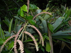 Wittmackia lingulata