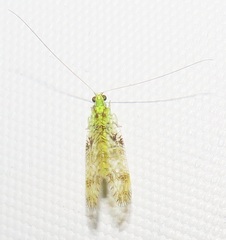 Glenochrysa principissa